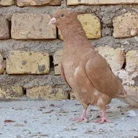 پرنده طوقق|پرنده|یزد, |دیوار