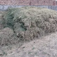 یونجه