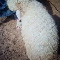 دو عدد بره نر