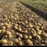 اکیپ هستیم برای بار زدن سیب زمینی