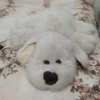 عروسک|اسباببازی|تبریز, |دیوار