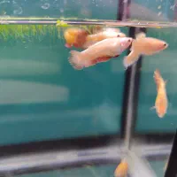 فایتر پلاکت|ماهی|تهران, تهرانسر شمالی|دیوار