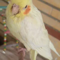 جوجه عروس هلندی