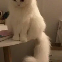 گربه پرشین سفید خشگل