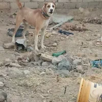 سگ‌نگهبان