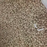 لوبیا کیلویی ۱۴۰