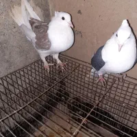 جفت پشت نرو ماده|پرنده|شیروان (خراسان), |دیوار