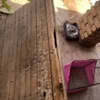 قفس چوبی|لوازم جانبی حیوانات|الوند, |دیوار