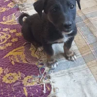 واگذاری سگ پاکوتاه