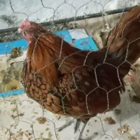 خر‌وس سبرایت