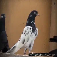 کبوتر|پرنده|میناب, |دیوار