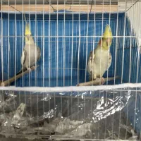جفت عروس هلندی