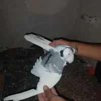 فروش کبوتر|پرنده|نقده, |دیوار