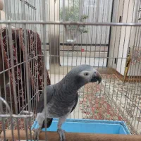 پرنده کاسکو