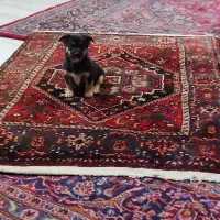 توله سگ پاکوتاه