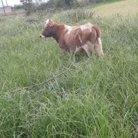 لیشه چالوسی اصیل ورزا گاو|حیوانات مزرعه|رشت, حومه رشت|دیوار