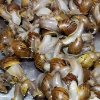 حلزون|خزنده|زاهدان, |دیوار