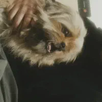 مژدگانی ۱۰ میلیونی|حیوانات|بومهن, |دیوار