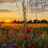 فروش-زمین-تجاری