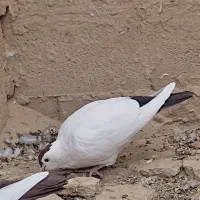 چپ وخال دم|پرنده|هامون, |دیوار