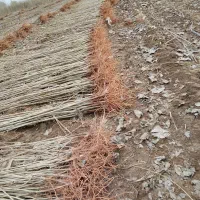 درخت سنوبر نقرا ترکیه وایتالیایی ،شلی ردگل وشلی|گل و گیاه طبیعی|قشلاق دشت, |دیوار