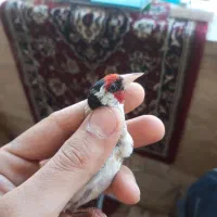 سهره|پرنده|فردیس, سرحدی|دیوار