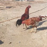 خروس|پرنده|فین, |دیوار