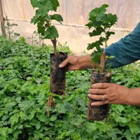 فروش انواع نهال گلدانی انگور با کیفیت عالی