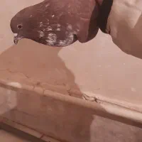 کفتر کله سرخ و ساده