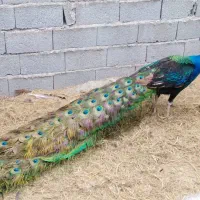 جوجه طاووس مصری