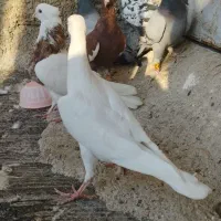 کفتر|پرنده|شیراز, شیخ علی چوپان|دیوار