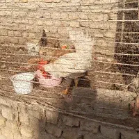 دوعدد خروس