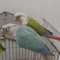 جفت گرینچیک دستی و سخنگو اناناسی رد و پاین اپل