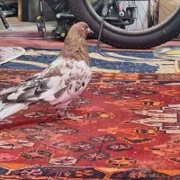 کبوترکله ای شوتری درشت مست|پرنده|خورموج, |دیوار