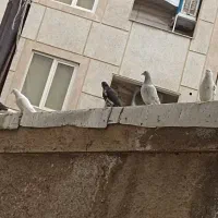 7عدد کبوتر نژاد دار|پرنده|شهریار, شهرک مصطفی خمینی|دیوار