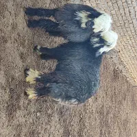 بره نر قوچی|حیوانات مزرعه|حسن آباد, |دیوار