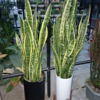 گل گیاه اپارتمانی|گل و گیاه طبیعی|جلین, |دیوار