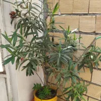 گل و گیاه