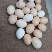تخم مرغ محلی