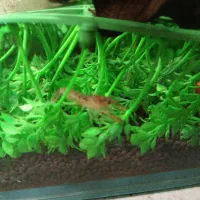 کامبارلوس آبی|ماهی|تهران, قیام|دیوار