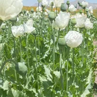 نیازمند ۱۰ نفر کارگر ساده افغانی ۵ ساعت کار درروز