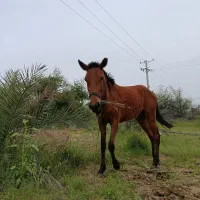 اسب|اسب و تجهیزات اسبسواری|بلوک, |دیوار