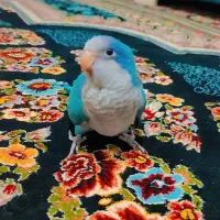 راهب آبی