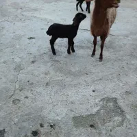 میش گوسفند شیشک