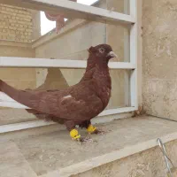 جفت دم سفید|پرنده|شیراز, شهرک رضوان|دیوار
