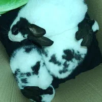 «-خرگوش فارسان»