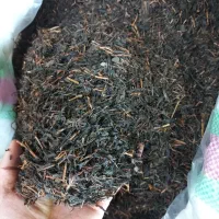 چای شکسته و قلم
