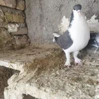 کفتر|پرنده|شیروان (خراسان), |دیوار