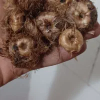 پیاز زعفران قاینات درجه یک سالم
