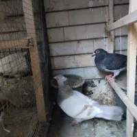 تعدادی کبوتر جفت و تکی|پرنده|مشهد, کلاهدوز|دیوار